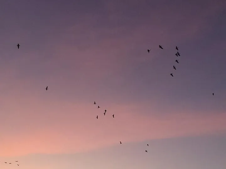Ganzen boven Nationaal Park De Alde Feanen