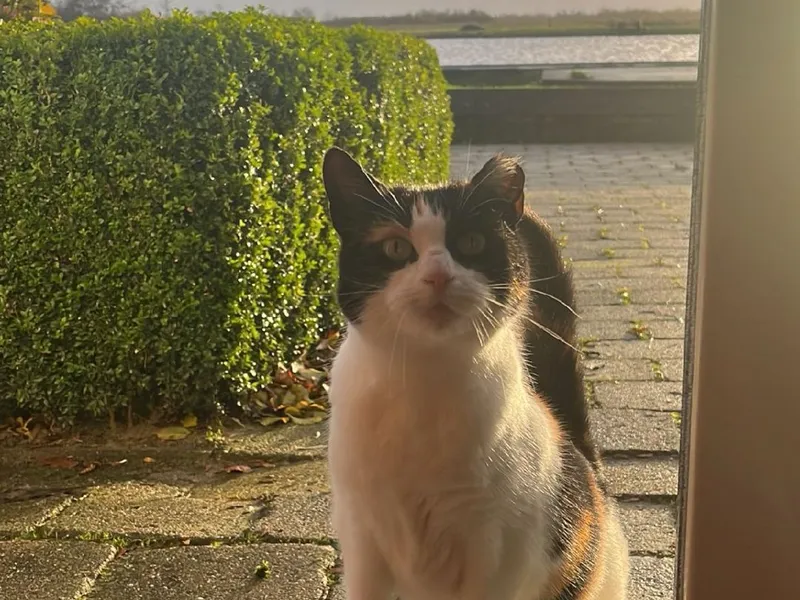 Een kat op het erf