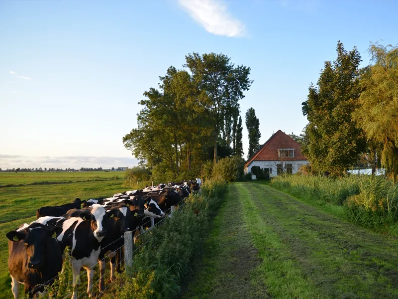 Koeien in het weiland naast Vrijzicht