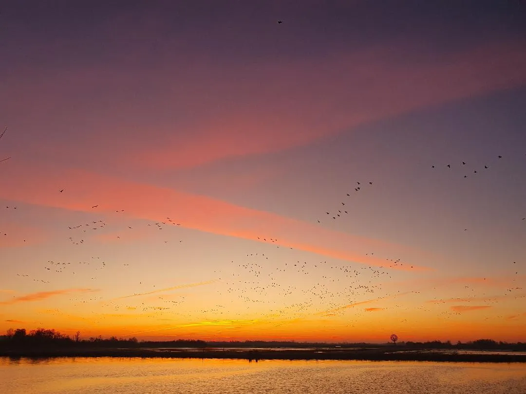 Ganzen boven het water bij zonsondergang, gezien vanaf Vrijzicht richting De Alde Feanen