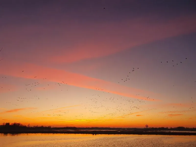 Ganzen boven Nationaal Park De Alde Feanen
